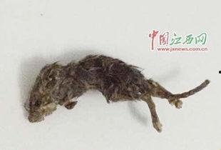 小狗老鼠吃瓜视频,小狗老鼠共吃瓜，欢乐瞬间引网友热议